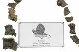 Triassic Fossil Synapsid (Dimetrodon) Tail - Texas #351339-1